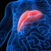 Hepatitis C