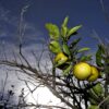 Ivermectin Citrus