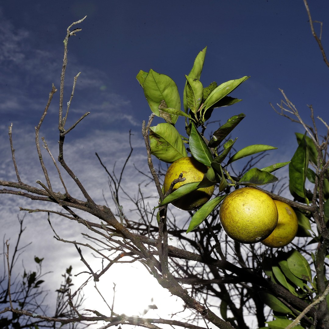 Ivermectin Citrus